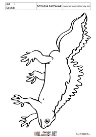 Semender boyama sayfaları